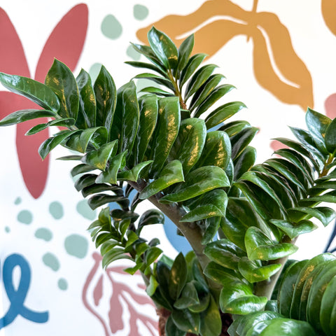 planta zz o zamioculcas Planta ZZ