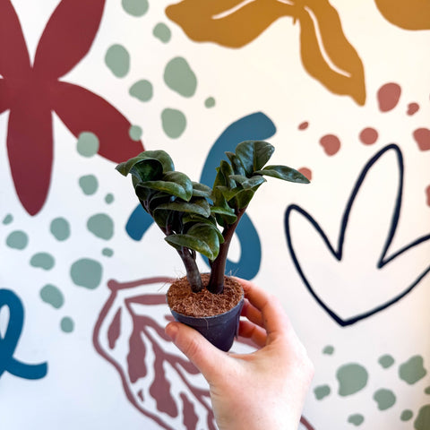 planta zz zamioculcas zamiifolia Planta ZZ