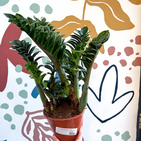 large zz plant uk Zamioculcas zamiifolia 'Zenzi'