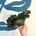 Zamioculcas zamiifolia 'Zenzi' - ZZ Plant - Sprouts of Bristol