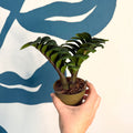 Zamioculcas zamiifolia 'Zenzi' - ZZ Plant - Sprouts of Bristol