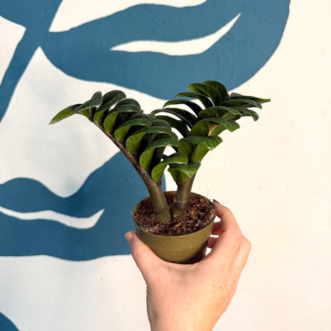Zamioculcas zamiifolia 'Zenzi' - ZZ Plant - Sprouts of Bristol