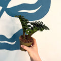 Zamioculcas zamiifolia 'Zenzi' - ZZ Plant - Sprouts of Bristol