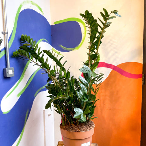 large zz plant uk Zamioculcas zamiifolia