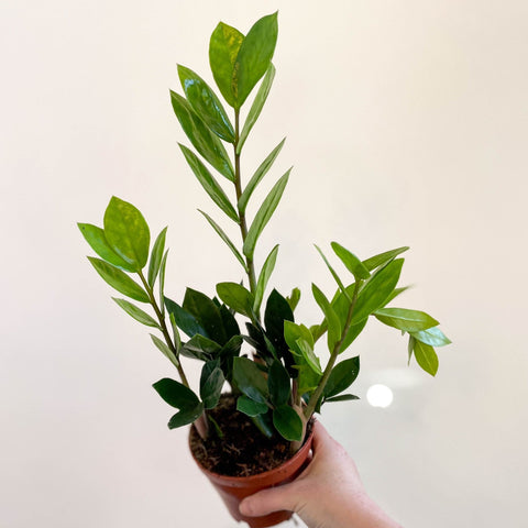 planta zz zamioculcas zamiifolia Planta ZZ