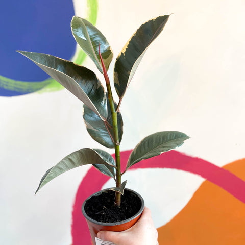 Variegated Rubber Tree - Ficus elastica 'Tineke' - British Grown