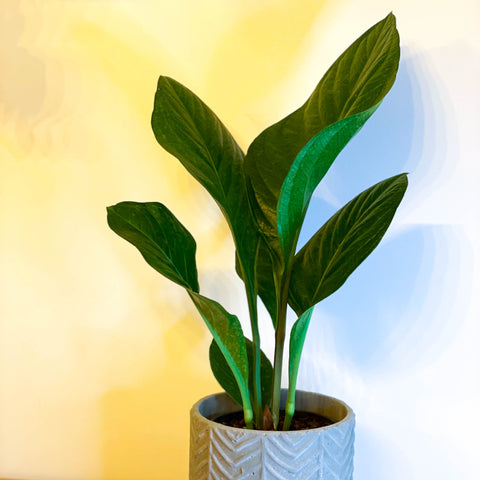 Rey Botánico - Anthurium elipticum 'Estrella Verde'