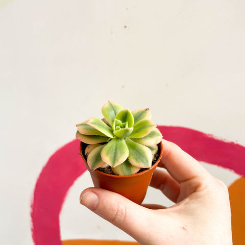 starburst succulent plant Aeonium arboreum 'Starburst' – Sprouts of Bristol