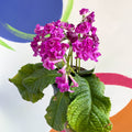 African Violet - Streptocarpus 'Angie' - Welsh Grown - Sprouts of Bristol