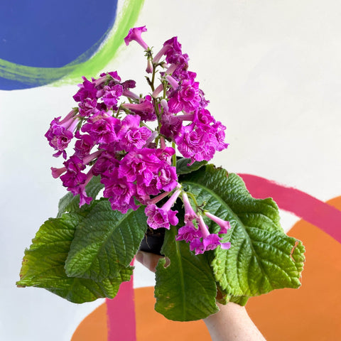African Violet - Streptocarpus 'Angie' - Welsh Grown - Sprouts of Bristol