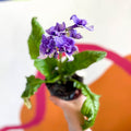 African Violet - Streptocarpus 'Blue Frills' - Welsh Grown - Sprouts of Bristol