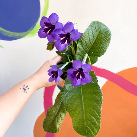 African Violet - Streptocarpus 'Cappuccino' - Welsh Grown - Sprouts of Bristol