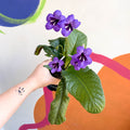 African Violet - Streptocarpus 'Cappuccino' - Welsh Grown - Sprouts of Bristol