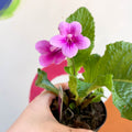 African Violet - Streptocarpus 'Cynthia' - Welsh Grown - Sprouts of Bristol