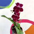 African Violet - Streptocarpus 'Leah' - Welsh Grown - Sprouts of Bristol