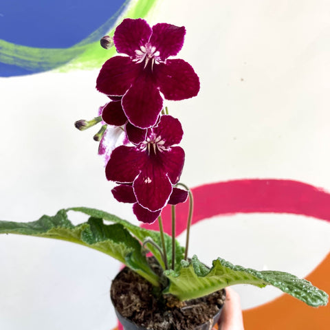 African Violet - Streptocarpus 'Leah' - Welsh Grown - Sprouts of Bristol
