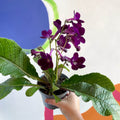 African Violet - Streptocarpus 'Patricia' - Welsh Grown - Sprouts of Bristol