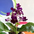 African Violet - Streptocarpus 'Patricia' - Welsh Grown - Sprouts of Bristol