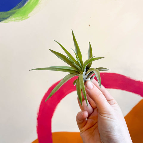 where to buy air plants uk Tillandsia aeranthos