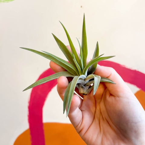 tillandsia air plants uk Tillandsia aeranthos