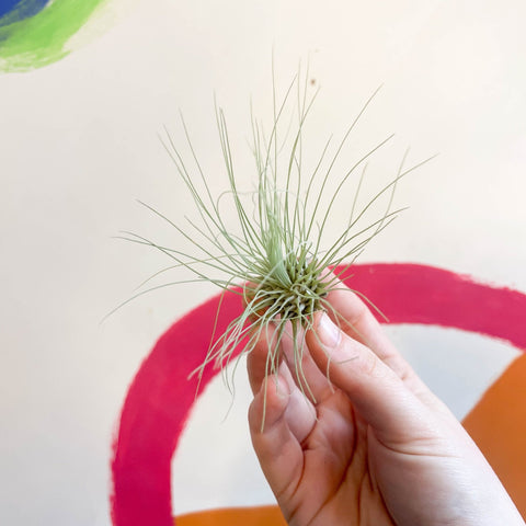 argentea air plant Tillandsia argentea