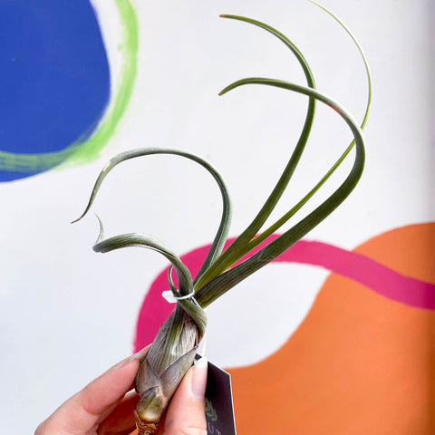 baileyi air plant Tillandsia baileyi