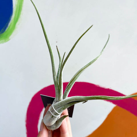 caput medusae air plant Tillandsia caput medusae