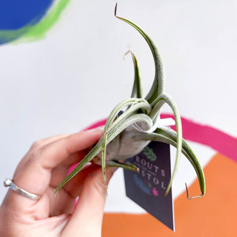 circinata air plant Luftpflanze