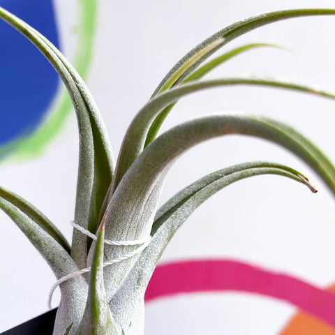 circinata air plant Tillandsia circinata