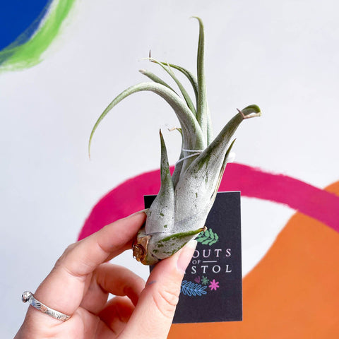 circinata air plant Luftpflanze