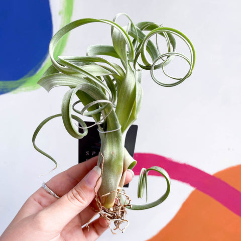 intermedia air plant Tillandsia intermedia x streptophylla 'Curly Slim'