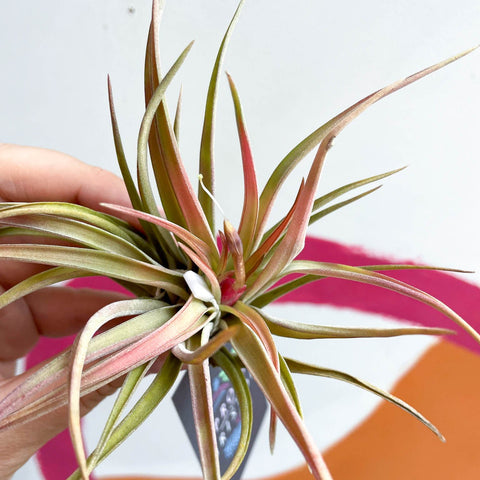 harrisii air plant Tillandsia harrisii