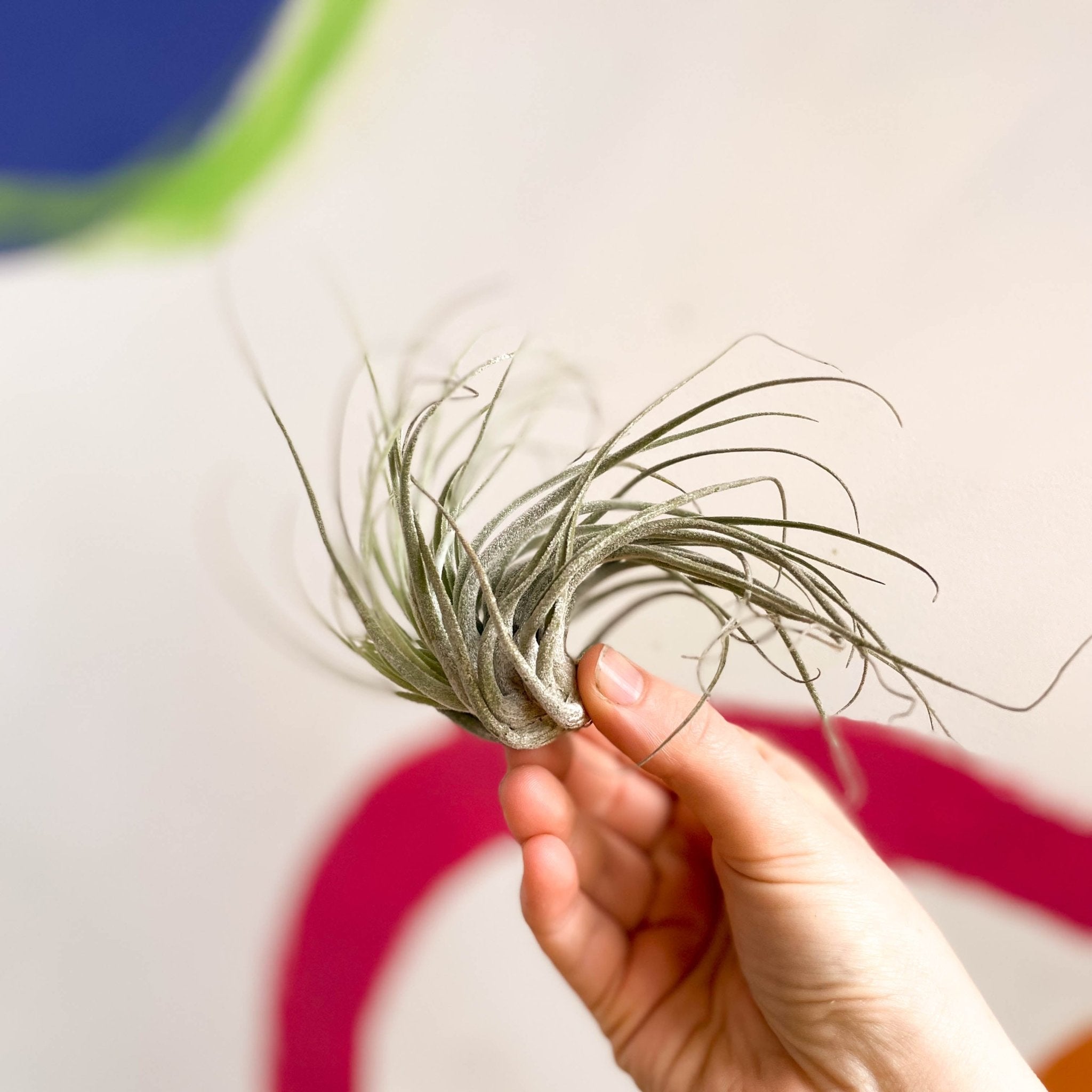 Tillandsia ionantha green - Air Plant – Sprouts of Bristol