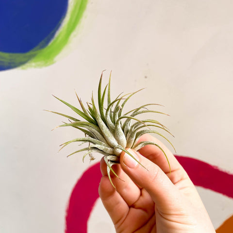 air plants for sale uk Tillandsia ionantha green