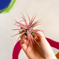 Air Plant - Tillandsia ionantha red - Sprouts of Bristol