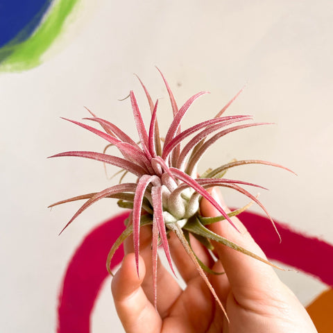 Air Plant - Tillandsia ionantha red - Sprouts of Bristol