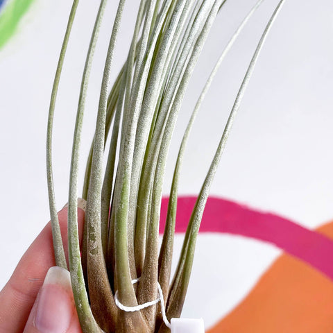 juncea air plant Tillandsia juncea