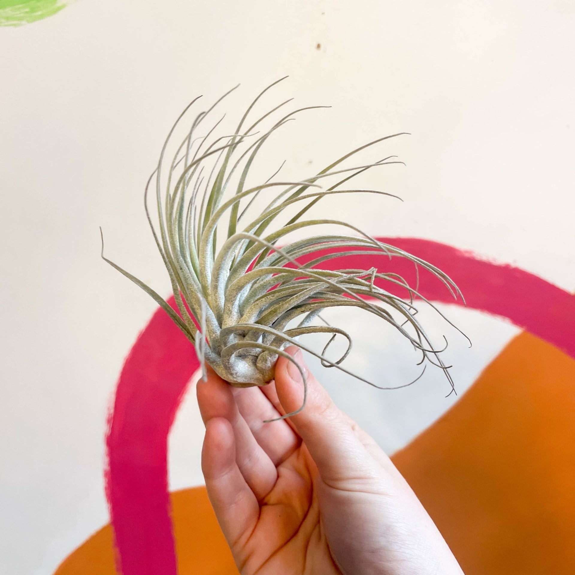 oaxacana air plant Tillandsia oaxacana