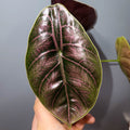 Alocasia azlanii - Sprouts of Bristol