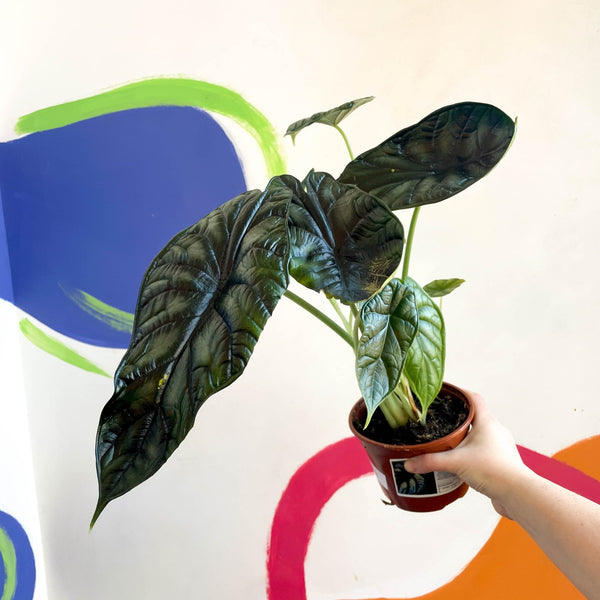 philodendron dragon scale Alocasia baginda 'Dragon Scale'