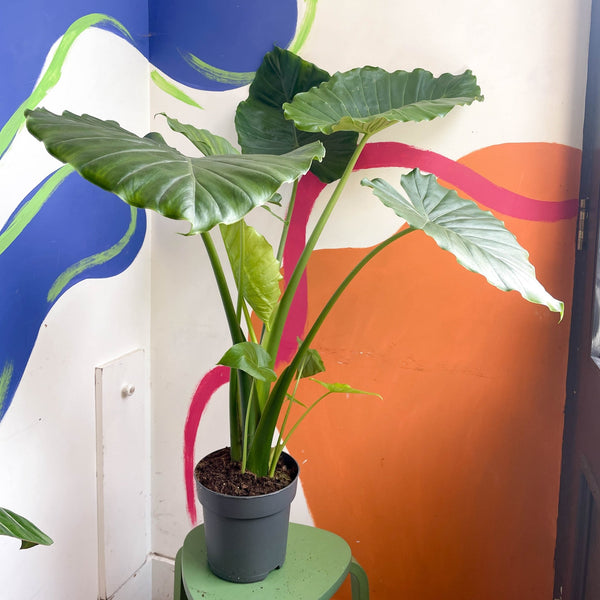 Alocasia gageana 'California' – Sprouts of Bristol