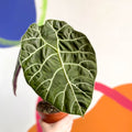 Alocasia longiloba ‘Watsoniana’ - Sprouts of Bristol