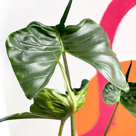 philodendron stingray Alocasia macrorrhizos 'Stingray' – Sprouts of Bristol