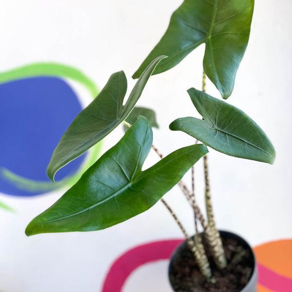 Alocasia zebrina – Sprouts of Bristol