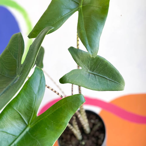 philodendron zebrina Alocasia zebrina – Sprouts of Bristol