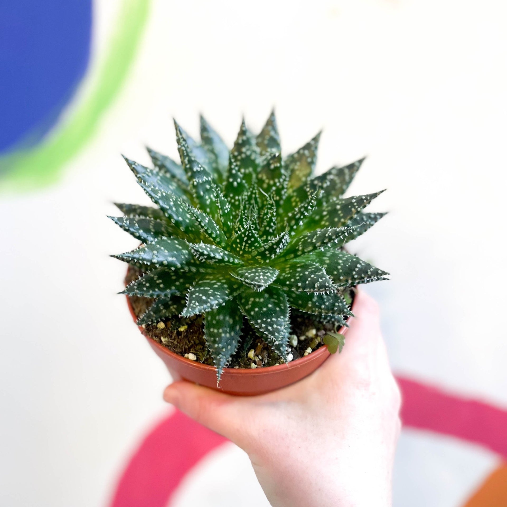 Aloe aristata 'Safari Zambezi' – Sprouts of Bristol