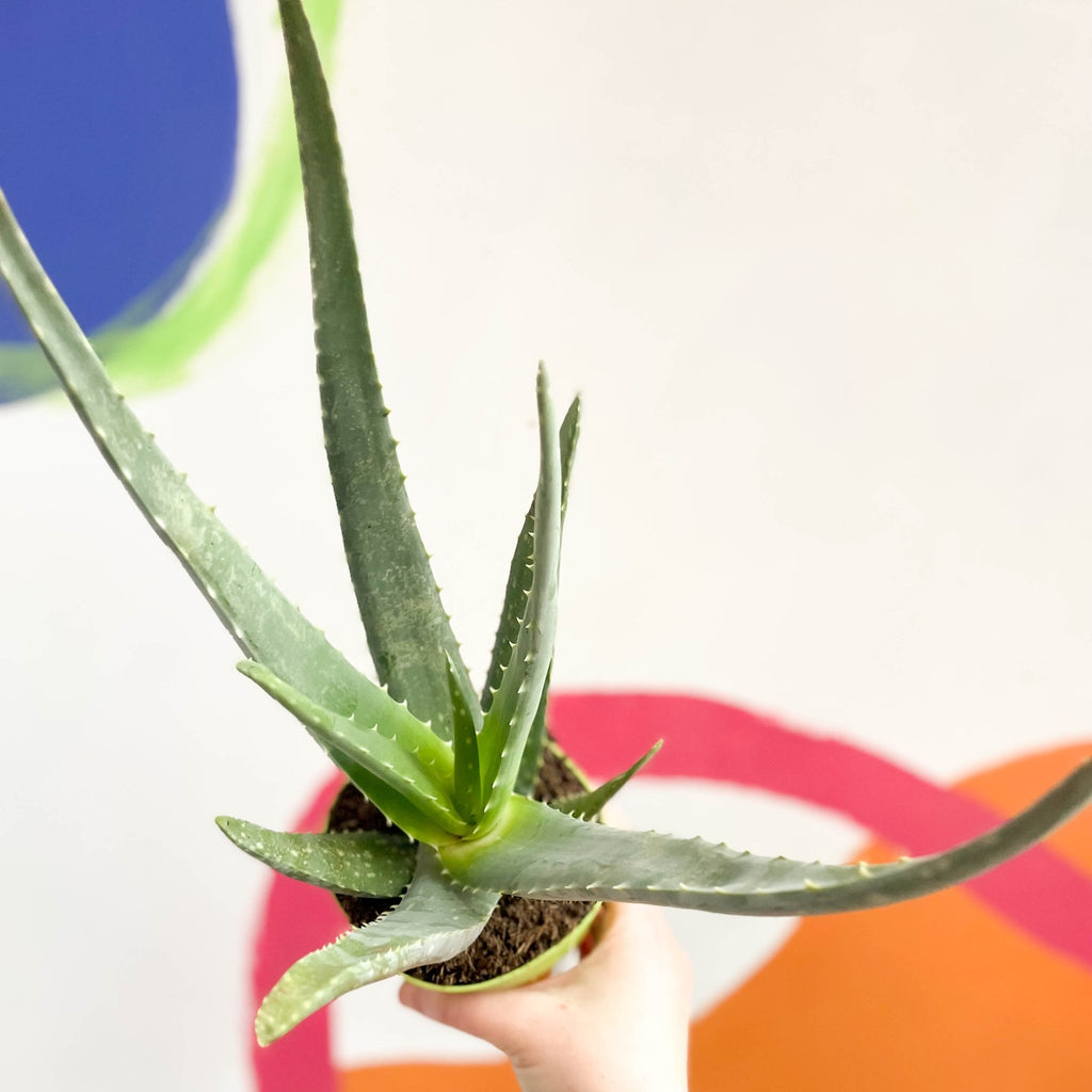 Aloe vera - Sprouts of Bristol