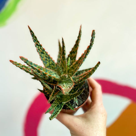 sprouts aloe vera plant Aloe vitro – Sprouts of Bristol
