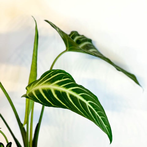 Angel Wing Plant - Xanthosoma lindenii ‘Magnificum’ - Caladium lindenii - Sprouts of Bristol