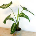 Angel Wing Plant - Xanthosoma lindenii ‘Magnificum’ - Caladium lindenii - Sprouts of Bristol